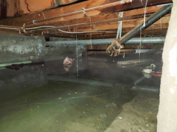 Best Water damage restoration mold remediation  in Pukalani, HI