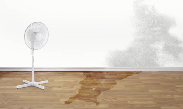 Best Professional water damage repair  in Pukalani, HI